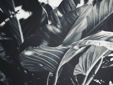 Siyah ve beyaz tropikal yapraklar