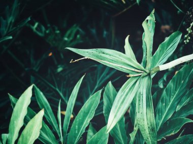 Yeşil tropik yaprakların güzelliği