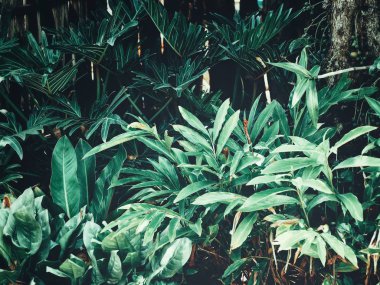 Yeşil tropik yaprakların güzelliği