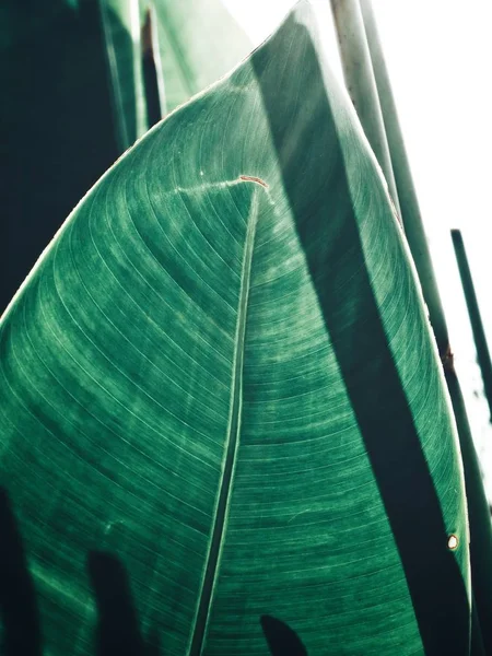 Bela Folhas Tropicais Verdes — Fotografia de Stock