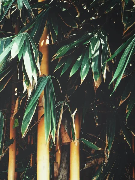 Bambusblätter Baum — Stockfoto