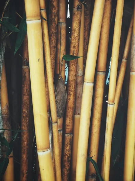 Brauner Bambusbaum Hintergrund — Stockfoto