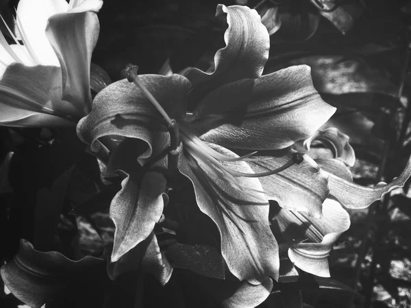 Belle Fleurs Lys Noir Blanc — Photo