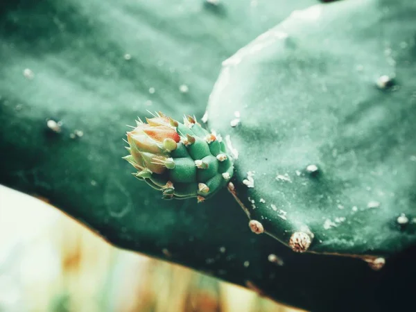 Vista Dettagliata Della Pianta Dei Fiori Cactus — Foto Stock