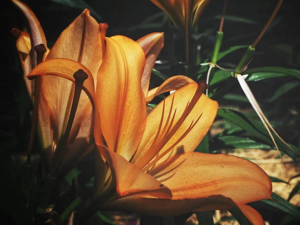 Hermosa Flores Lirio — Foto de Stock