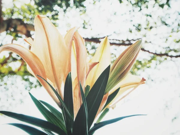 Krásné Květiny Lilly — Stock fotografie