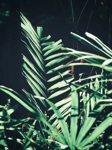 Yeşil Tropikal Yaprakların Gölgelerin Güzelliği — Stok fotoğraf