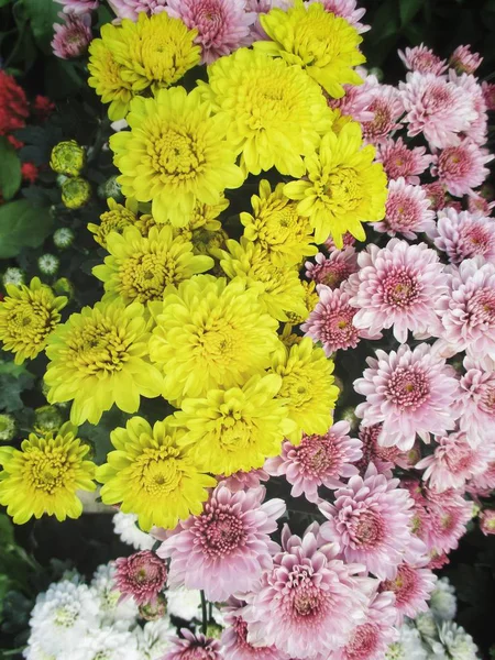 Krása Barevných Květin — Stock fotografie