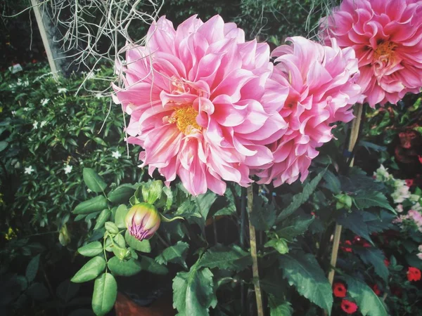 Beautiful Pink Flowers — Stock Photo, Image