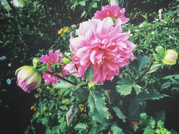 Belle Fleurs Roses — Photo