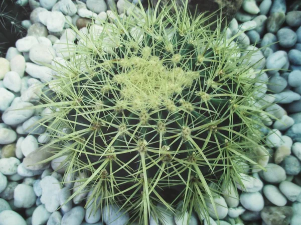 Close Cactus — Stock Photo, Image