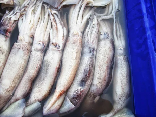 Grupo Calamares Frescos — Foto de Stock