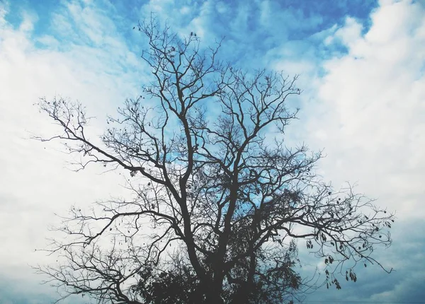 Uma Árvore Céu Azul — Fotografia de Stock