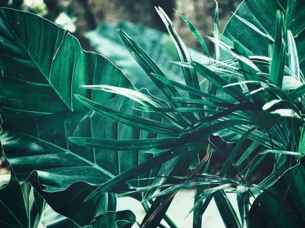Красивая Тропических Листьев — стоковое фото