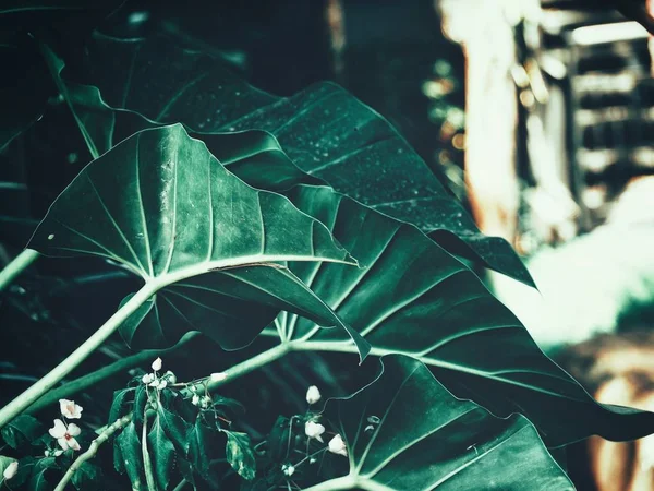Красивая Тропических Листьев — стоковое фото