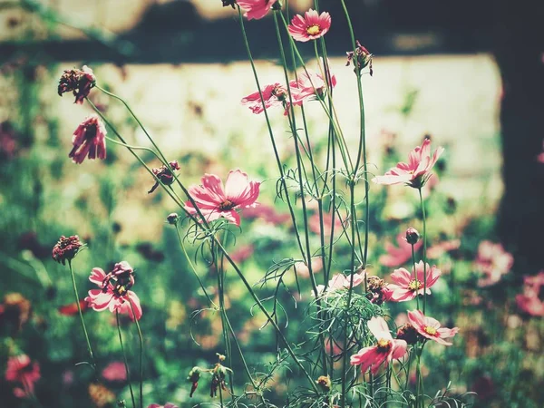 Hermosa Flores Cosmos Rosa Estilo Vintage —  Fotos de Stock