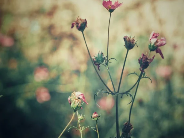 Krásný Růžový Kosmos Květy Vintage Styl — Stock fotografie
