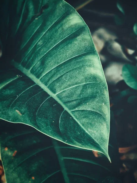 Güzel Tropikal Yaprak — Stok fotoğraf