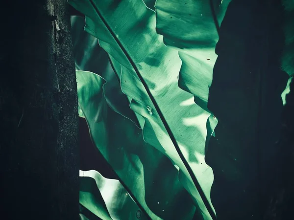 Folhas de samambaia tropical — Fotografia de Stock
