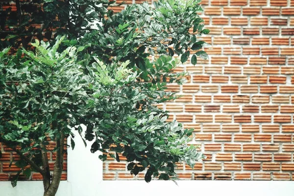 Close Tree Wall — Stock Photo, Image