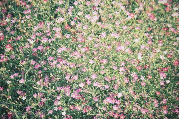 Beautiful Small Pink Flowers — Stock Photo, Image