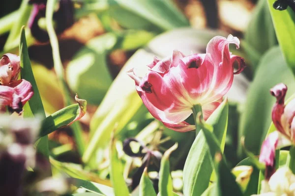 Krásná Červených Tulipán Květiny — Stock fotografie