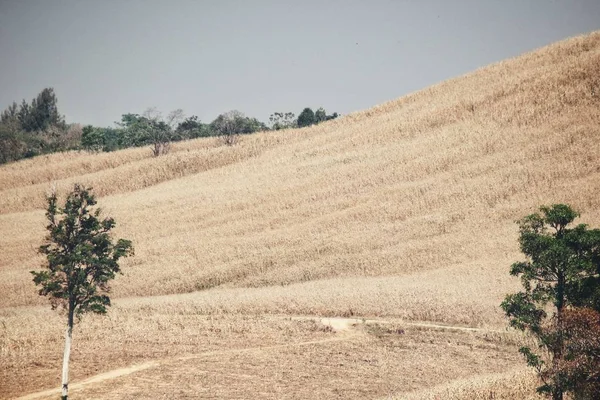 Vista Árvores Montanha — Fotografia de Stock