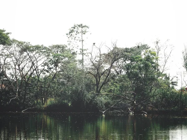 Paisagem Árvore Sombra Lago — Fotografia de Stock