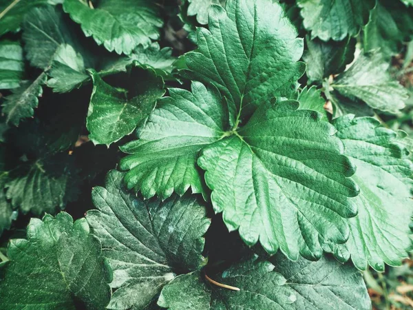 Fragole Foglie Sfondo Consistenza — Foto Stock