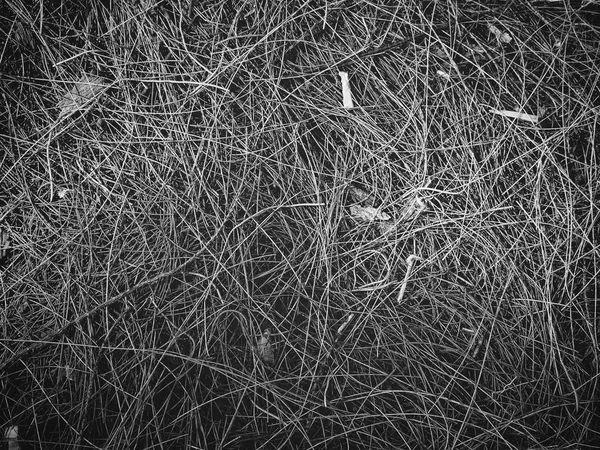 Černobílé Sušené Listy — Stock fotografie