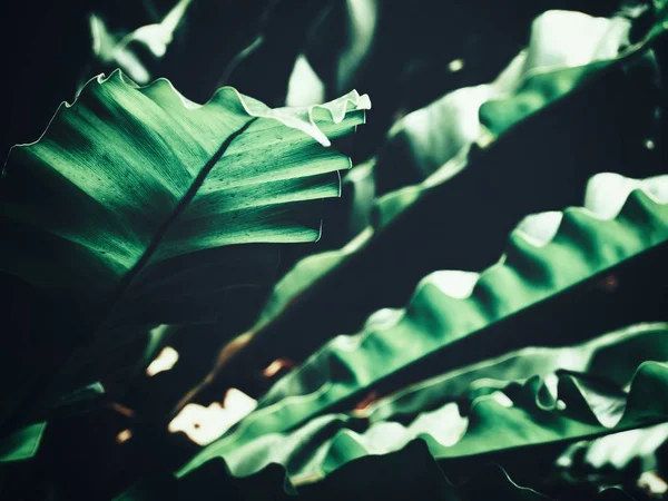 Tropikal eğreltiotu yaprakları — Stok fotoğraf