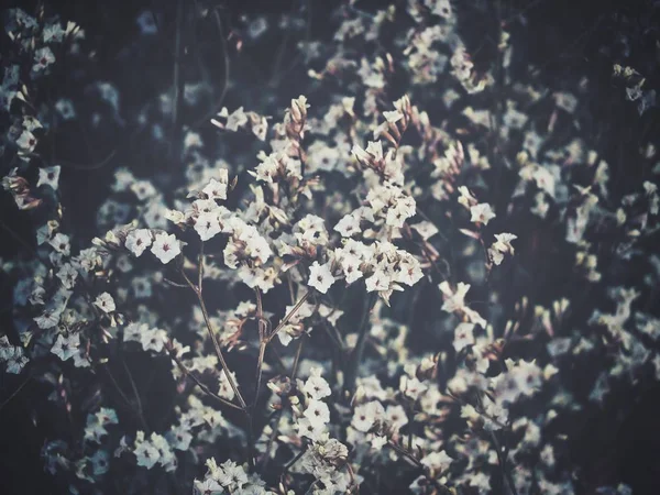 Belle Fleurs Séchées — Photo