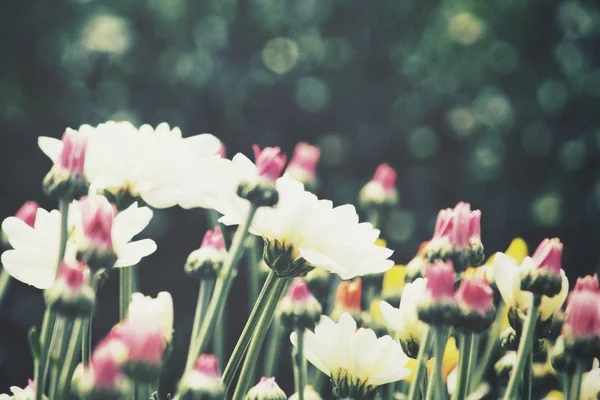 Красива Біла Квітка Хризантеми — стокове фото