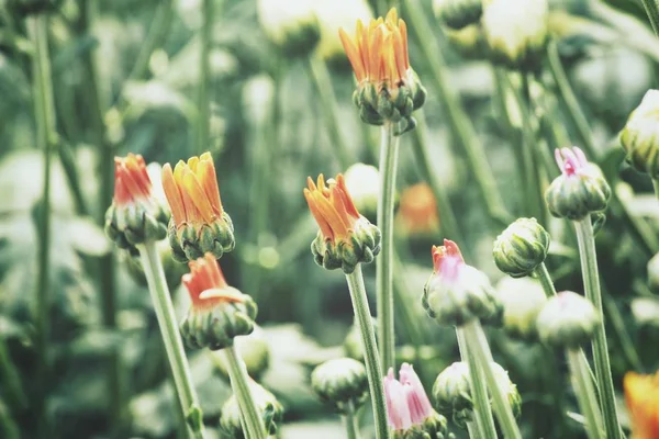 Прекрасные Цветущие Хризантемы — стоковое фото