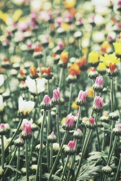 Schön Von Bunten Chrysanthemenblüten — Stockfoto