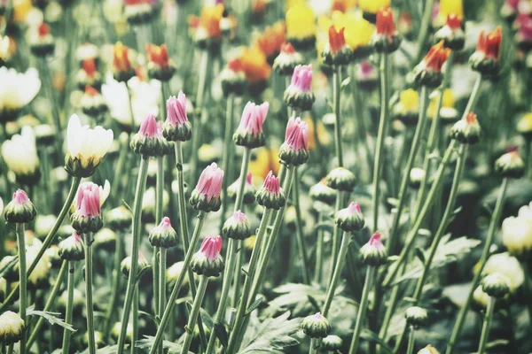Beautiful Colorful Chrysanthemum Flowers — Stock Photo, Image