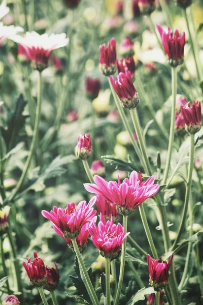 Pembe Krizantem Çiçekler Güzel — Stok fotoğraf