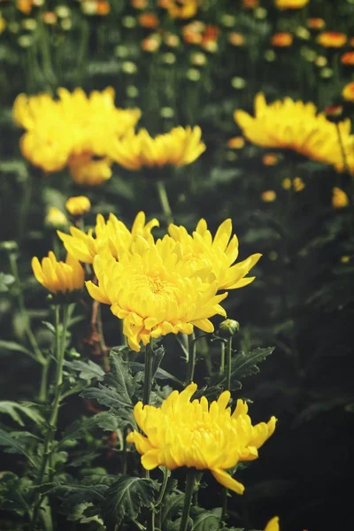 Красива Жовта Квітка Хризантеми — стокове фото