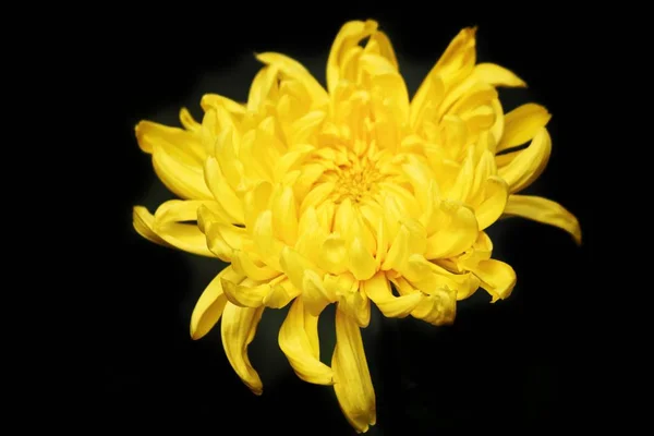 Цветы Желтой Хризантемы Черном Фоне — стоковое фото