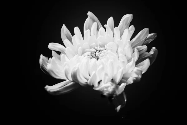 Zwart Wit Chrysant Bloemen — Stockfoto