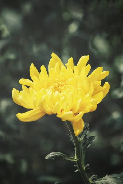 Цветы Желтой Хризантемы — стоковое фото