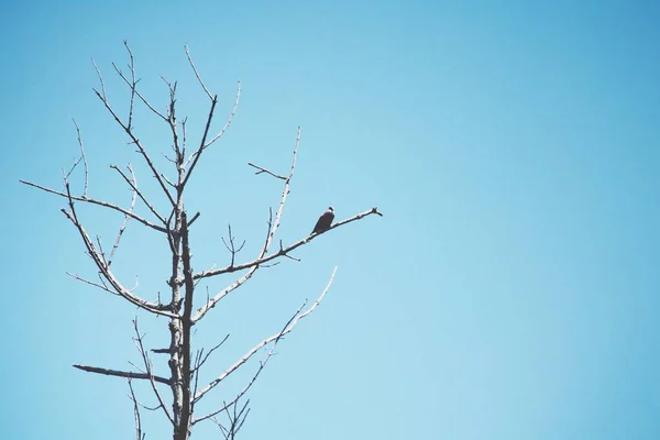 Dried Branch Tree Blue Sky — Stock Photo, Image