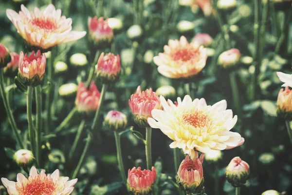 Schön Orange Chrysanthemenblüten — Stockfoto