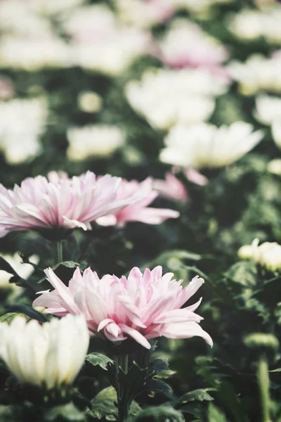 Beautiful Pink Chrysanthemum Flowers Garden — Stock Photo, Image