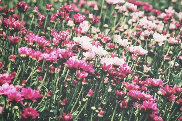Schöne Rosa Chrysanthemenblüten Garten — Stockfoto