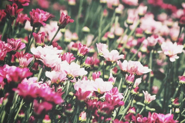 Schöne Rosa Chrysanthemenblüten Garten — Stockfoto