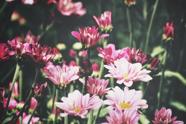 Bahçede Pembe Krizantem Çiçekler Güzel — Stok fotoğraf