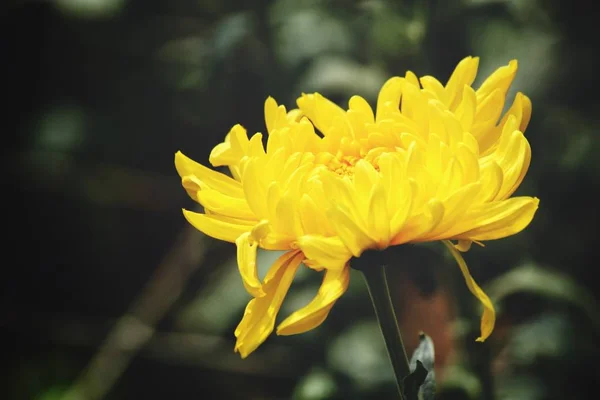Krása Žlutých Chryzantélia Zahradě — Stock fotografie