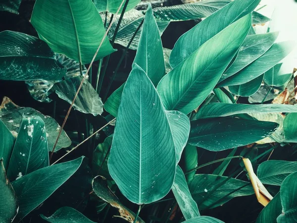 Vackra Gröna Tropiska Blad — Stockfoto