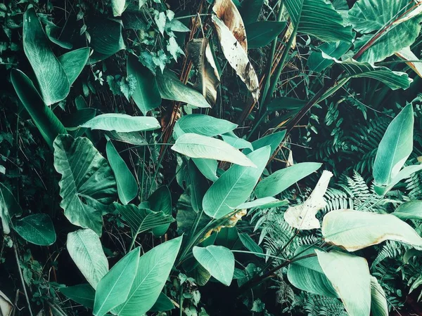 Krásné Zelené Tropické Listy — Stock fotografie